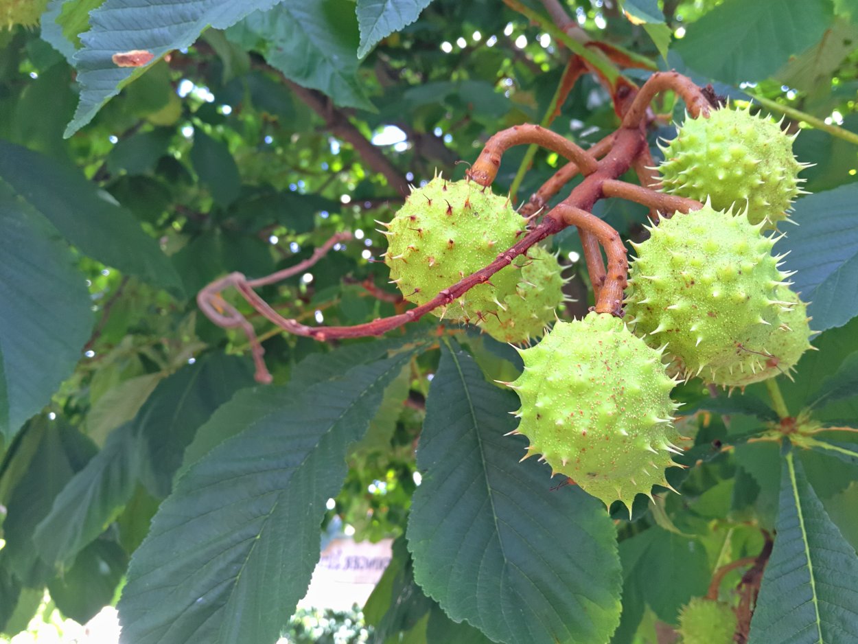 Акация колючая гледичия