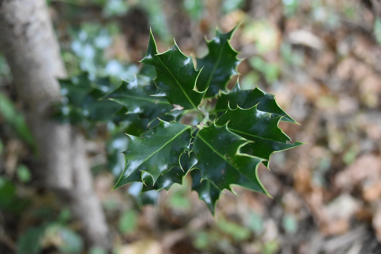 Падуб Канарский