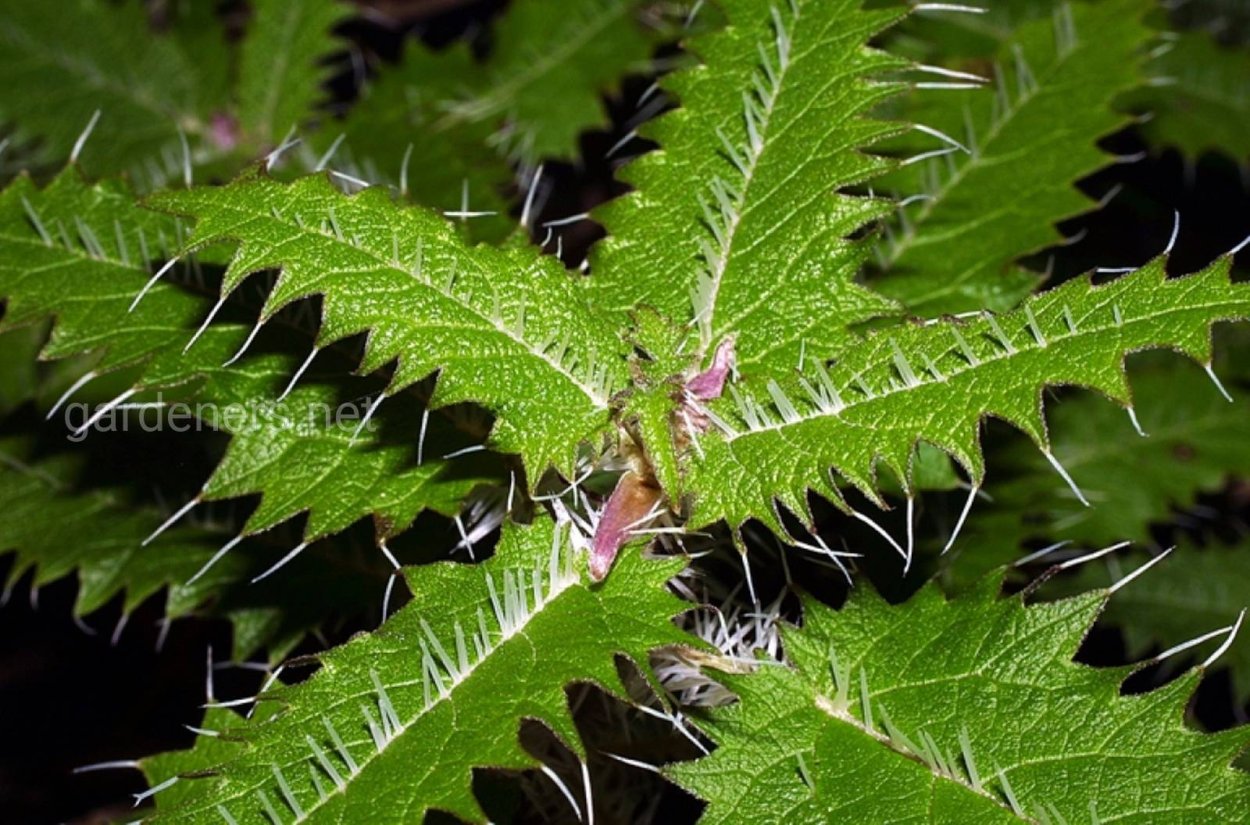 Ilex opaca дерево