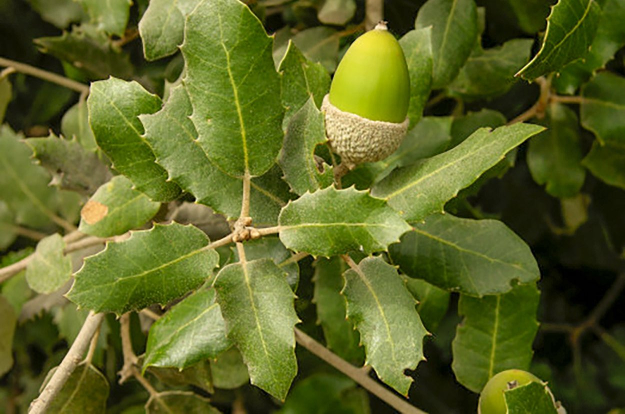 Дерево с колючими листьями. Дуб каменный Quercus Ilex. Вечнозеленый дуб каменный Quercus Ilex. Дуб каменный (Quercus Ilex l.). Дуб каменный Никитский Ботанический.