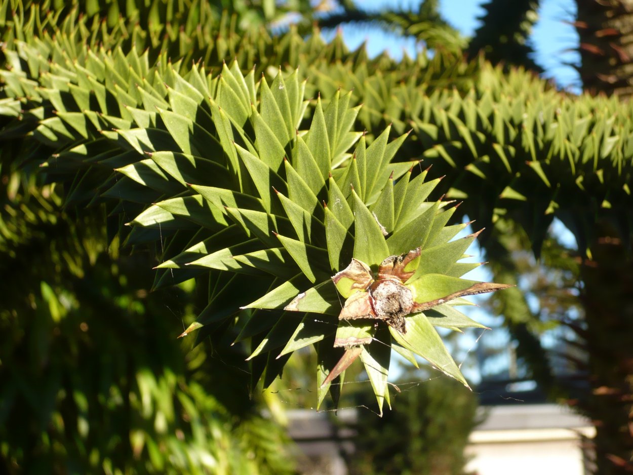 Листовые колючки