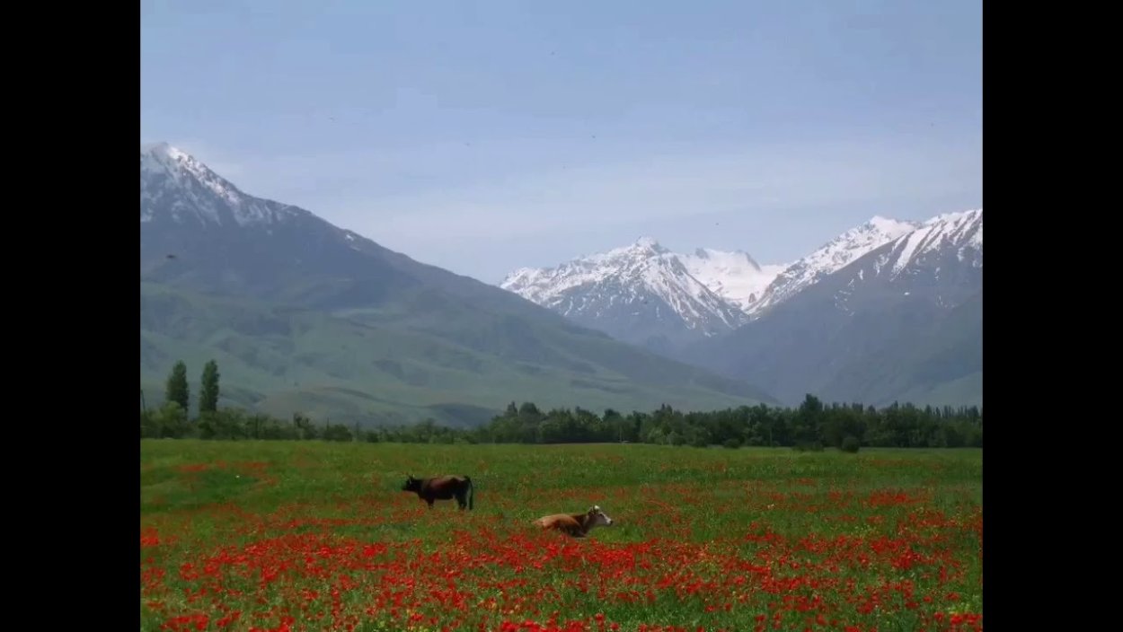 Цитрусовые плантации Португалии