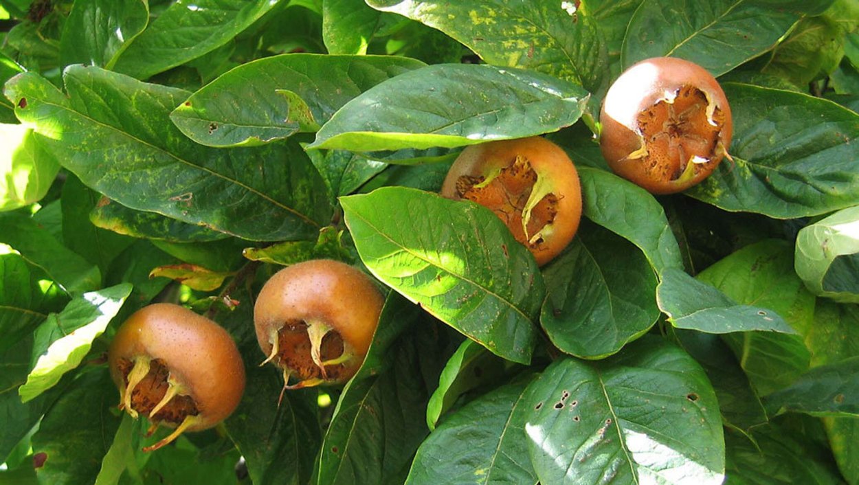 Алыча Иволга