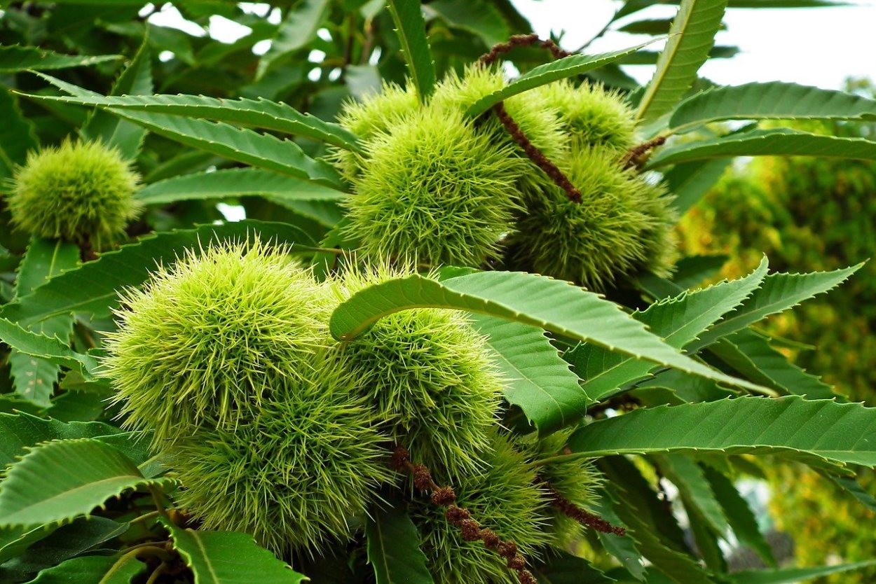 Дуриан фрукт