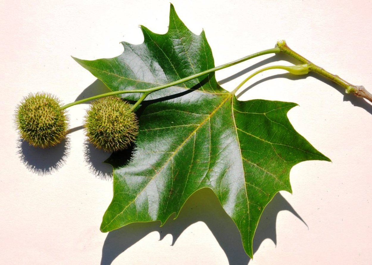 Каштан плод ШИПАСТЫЙ