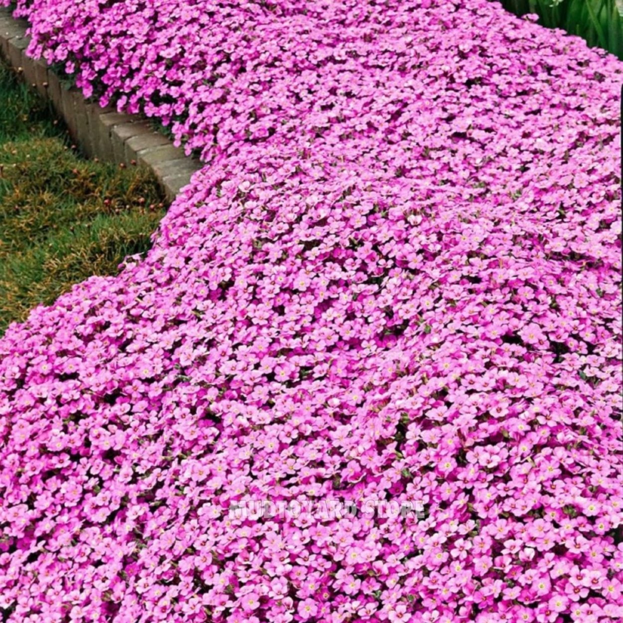 Рок Кресс семена сад ползучий тимьян