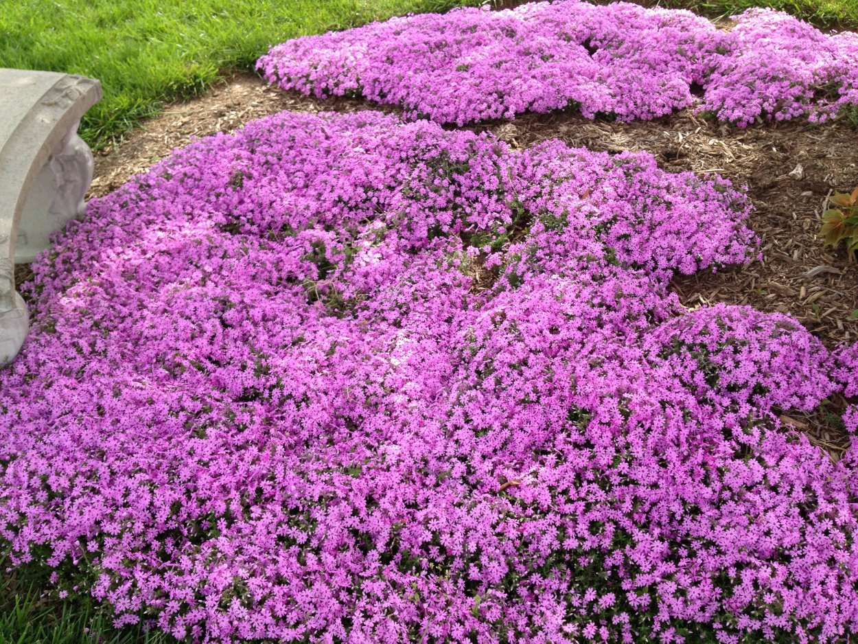 Флокс шиловидный Форт Хилл