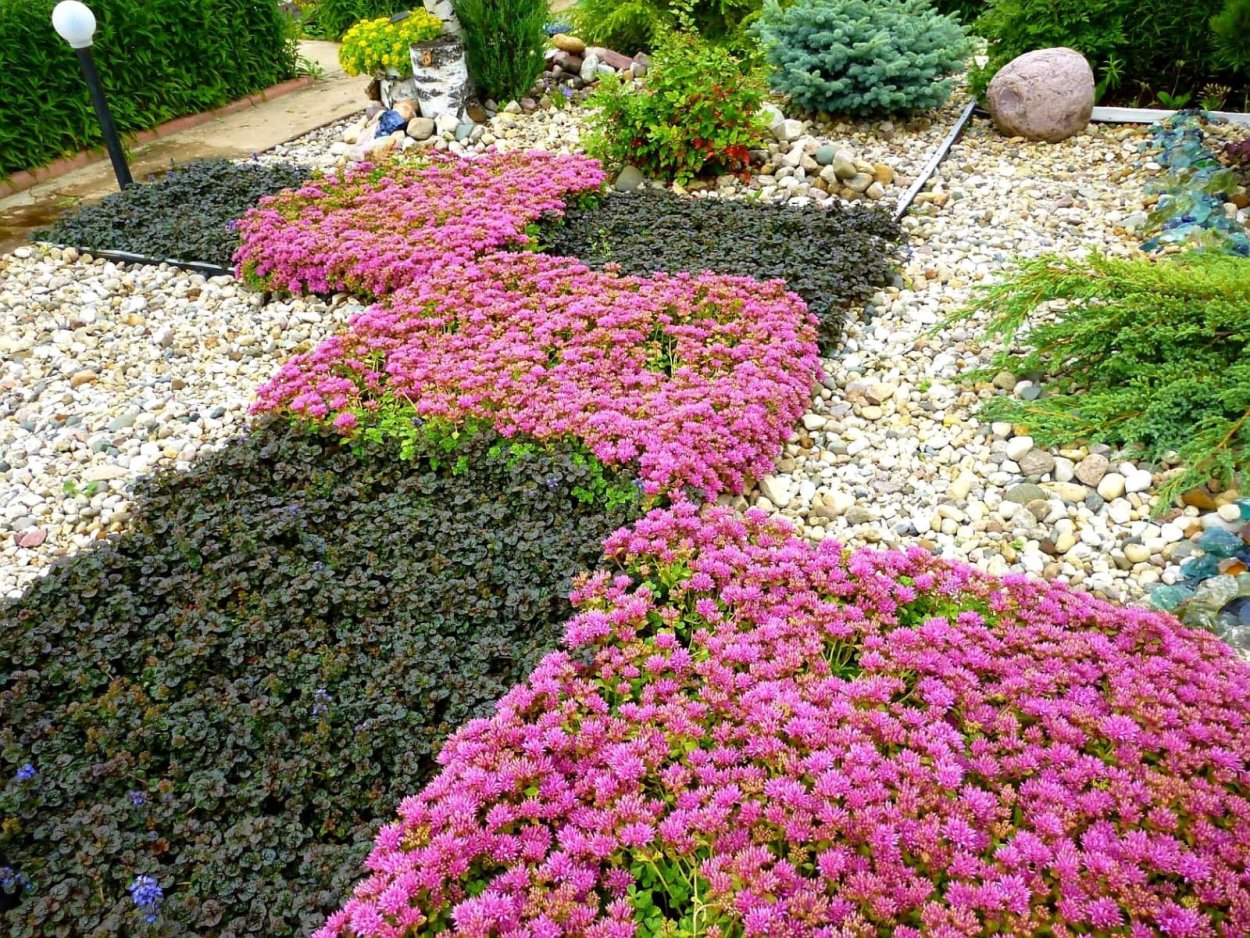 Герань Садовая почвопокровная