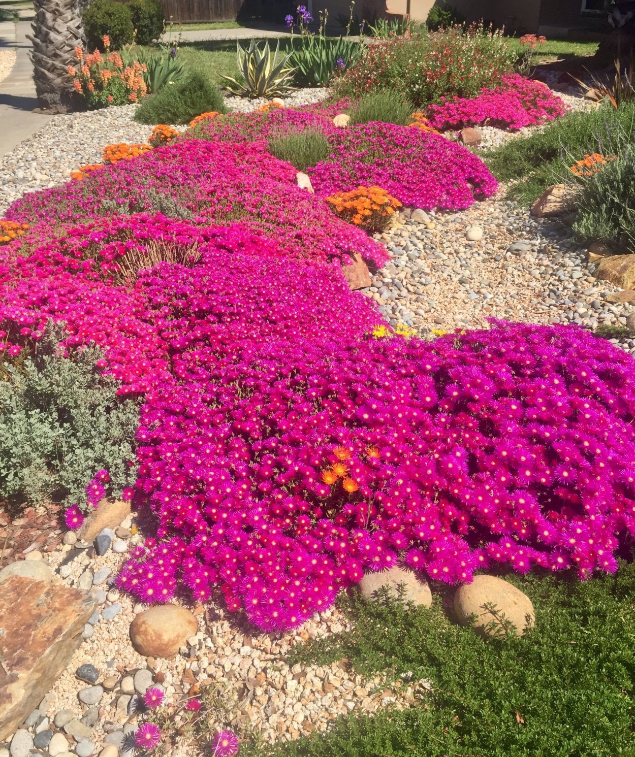 Почвопокровные многолетники Беккер