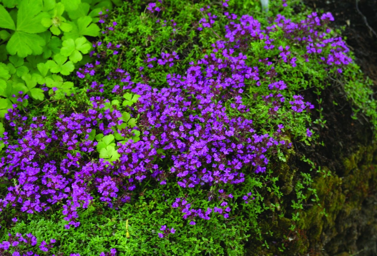 Тимьян Коккинеус