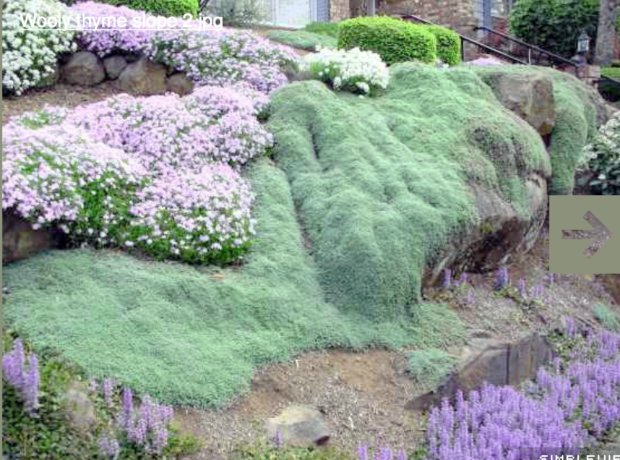 Тимьян ползучий ред карпет