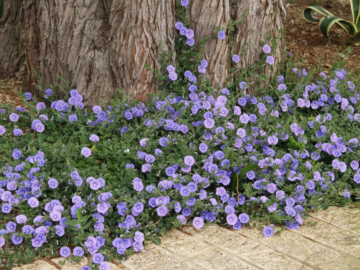 Флокс шиловидный рокарий