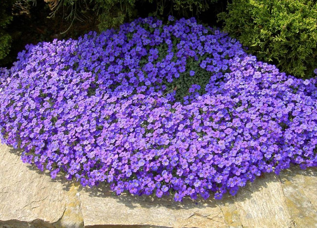 Обриета Лихтилини