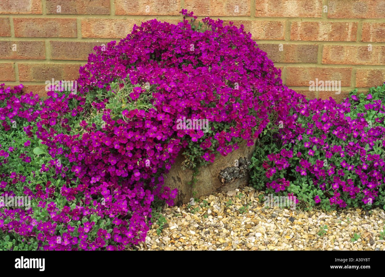 Обриета Whitewell Gem