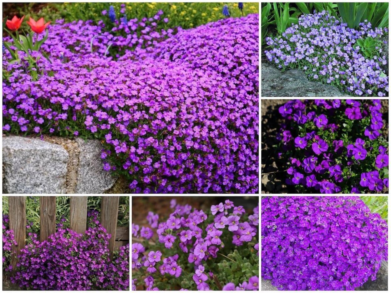 Обриета Royal Violet