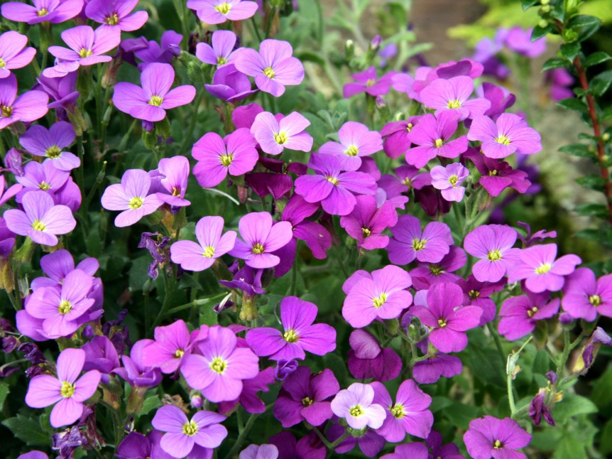 Обриета Hamburger Stadtpark