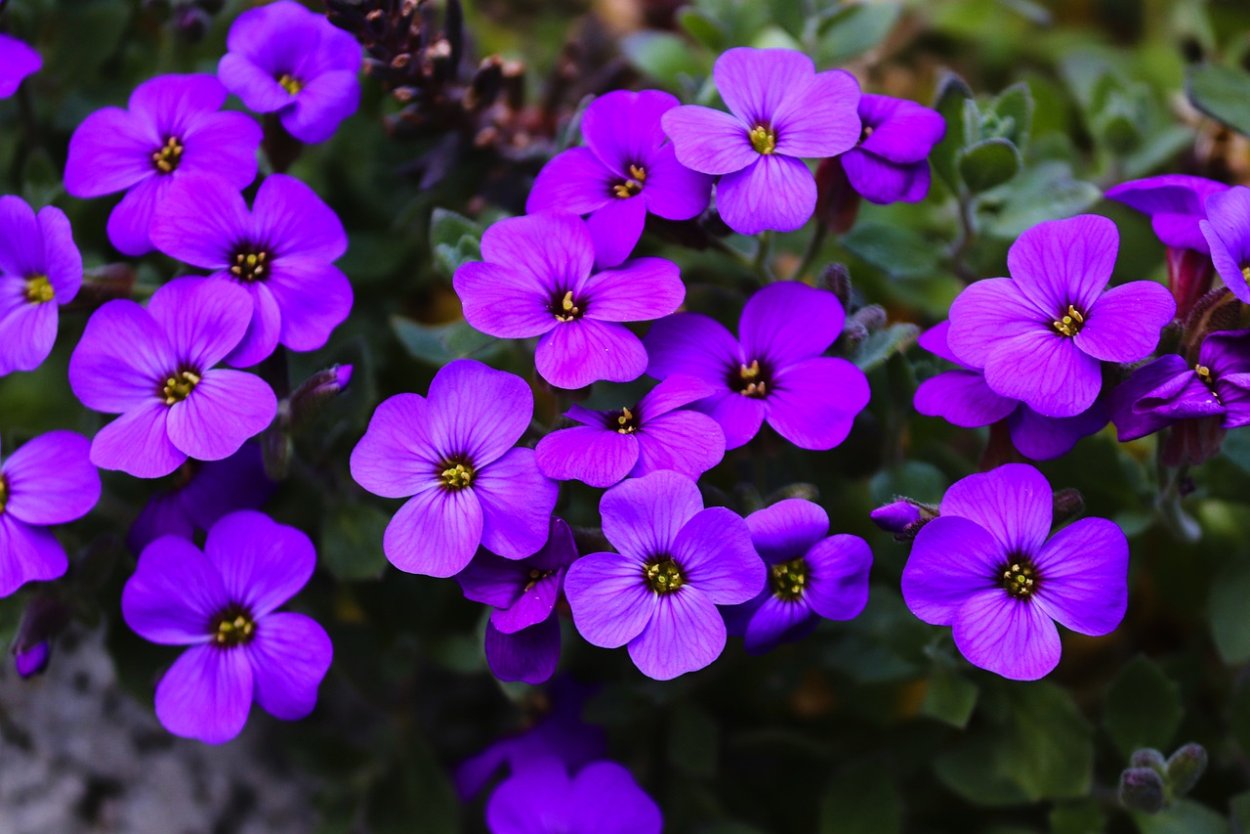 Обриета (аубреция)