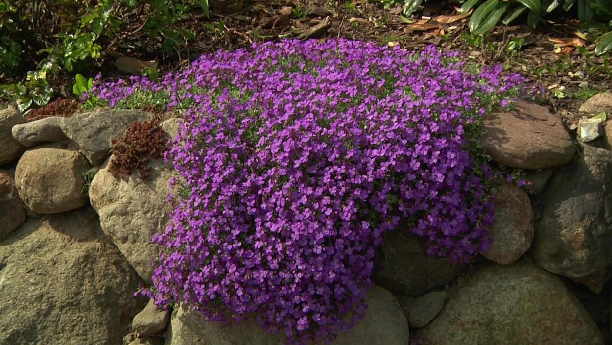 Обриетта гибридная Виолет