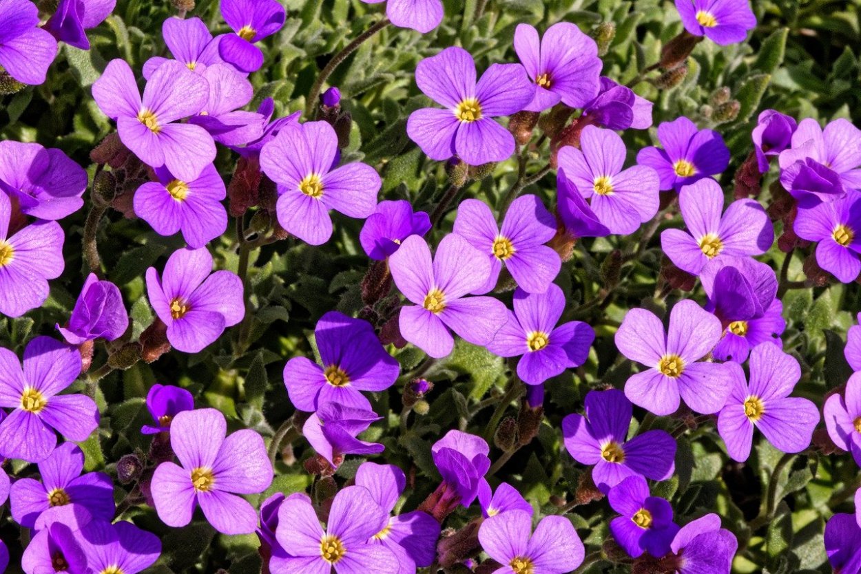 Обриета Аргентеовариегата