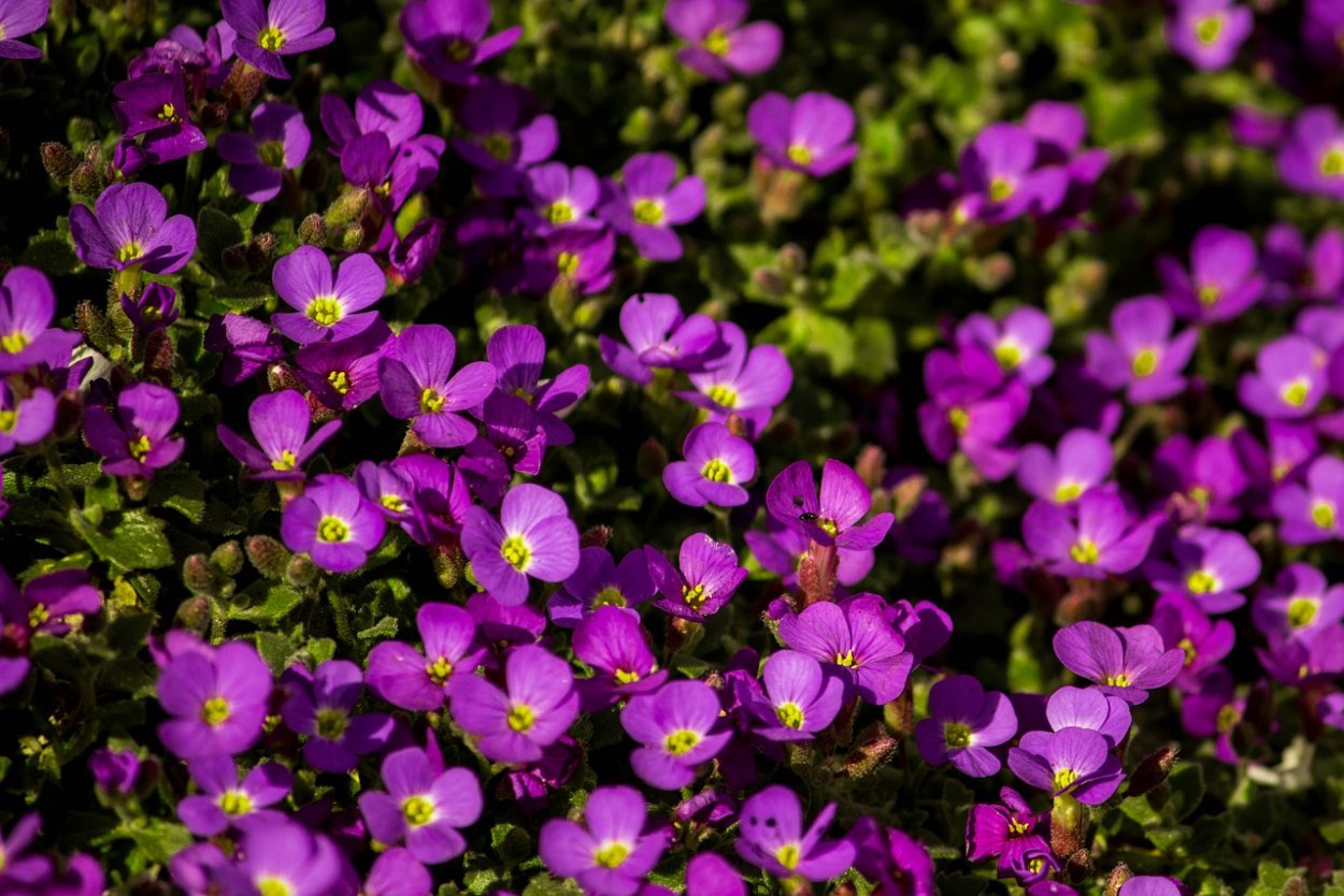 Обриета Лихтилини