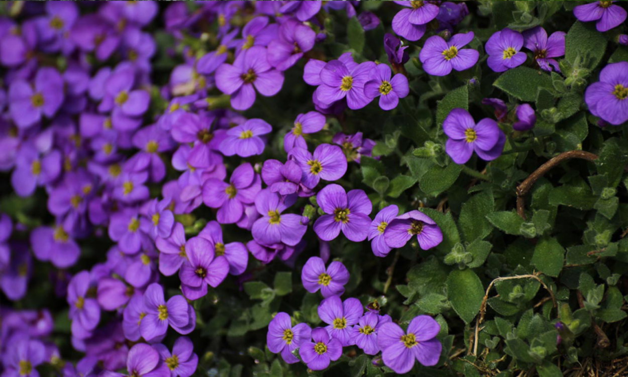 Обриета и лобелия