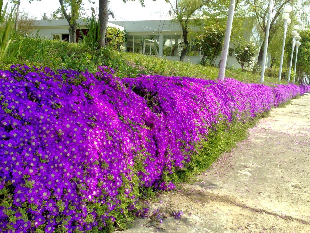 Обриета дельтовидная