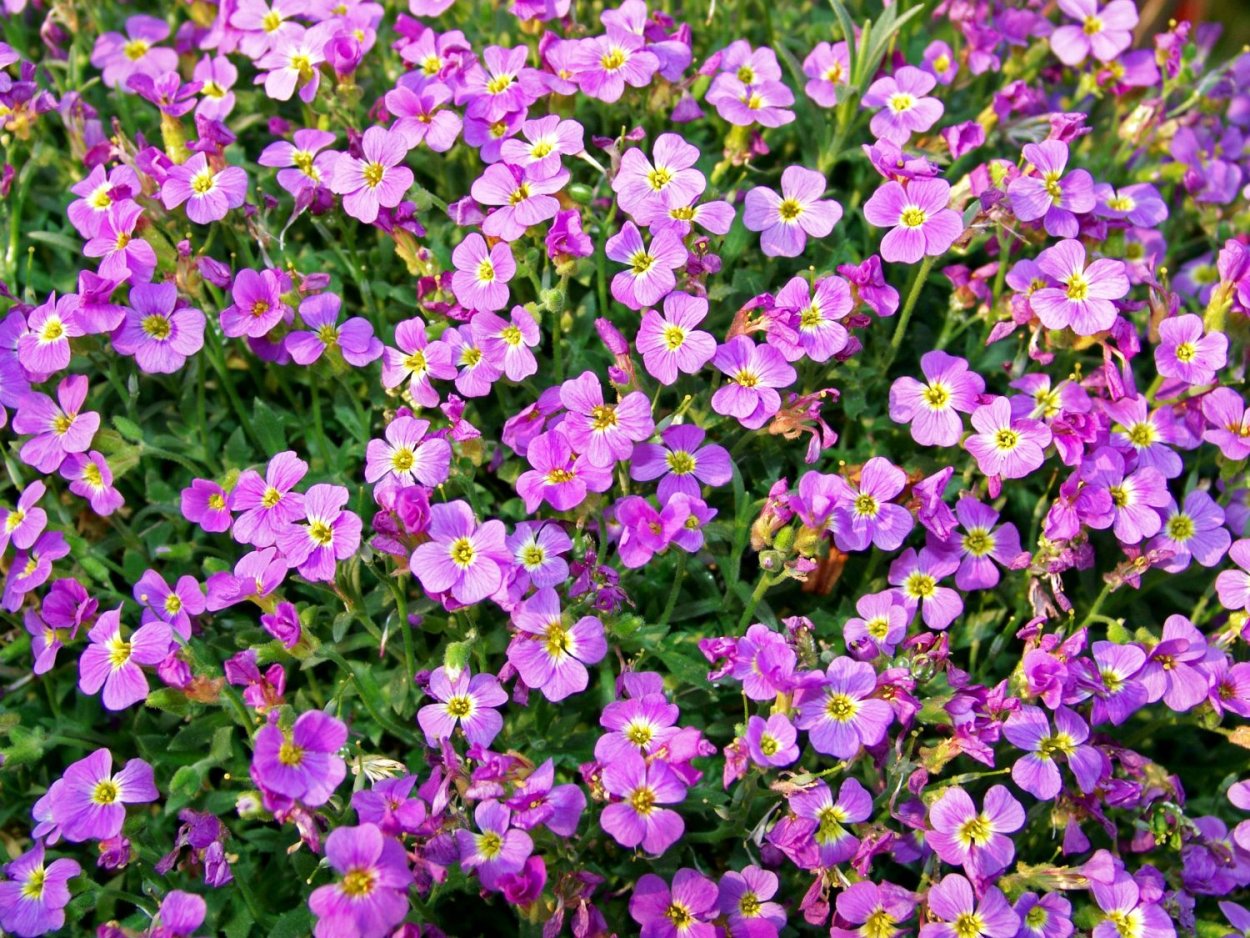 Обриета пурпурный Каскад