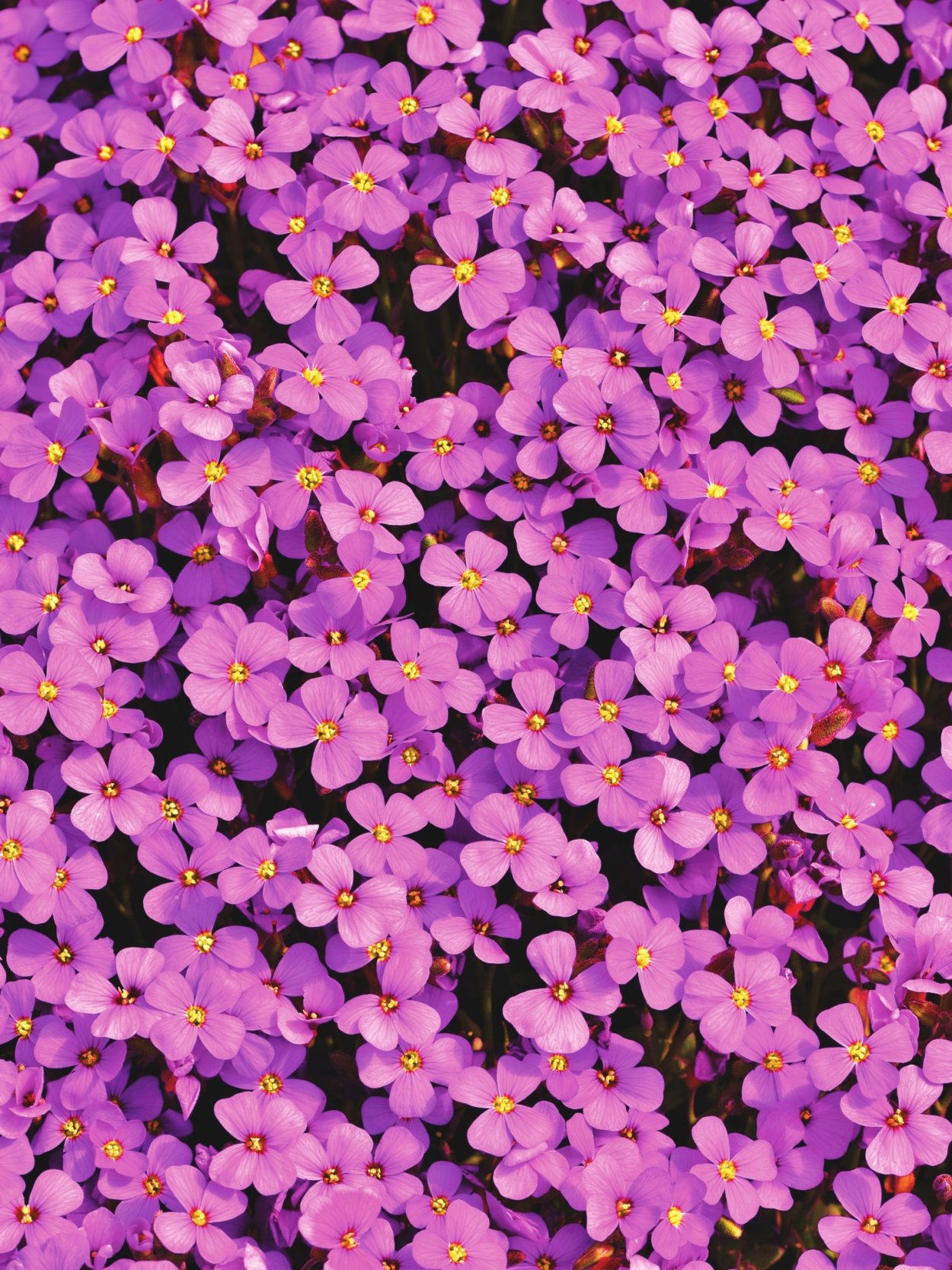 Обриета гибридная шиловидный Флокс