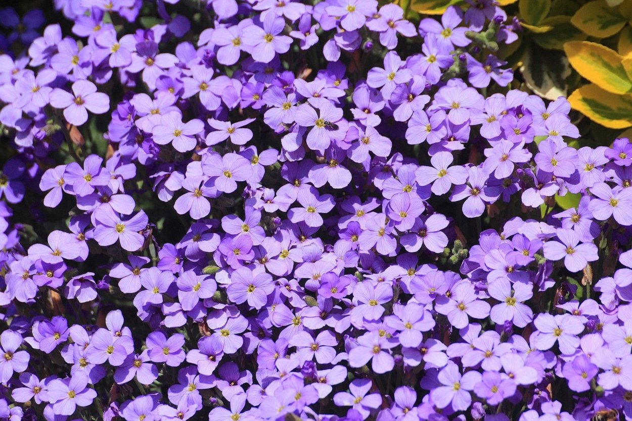 Обриета (аубреция)