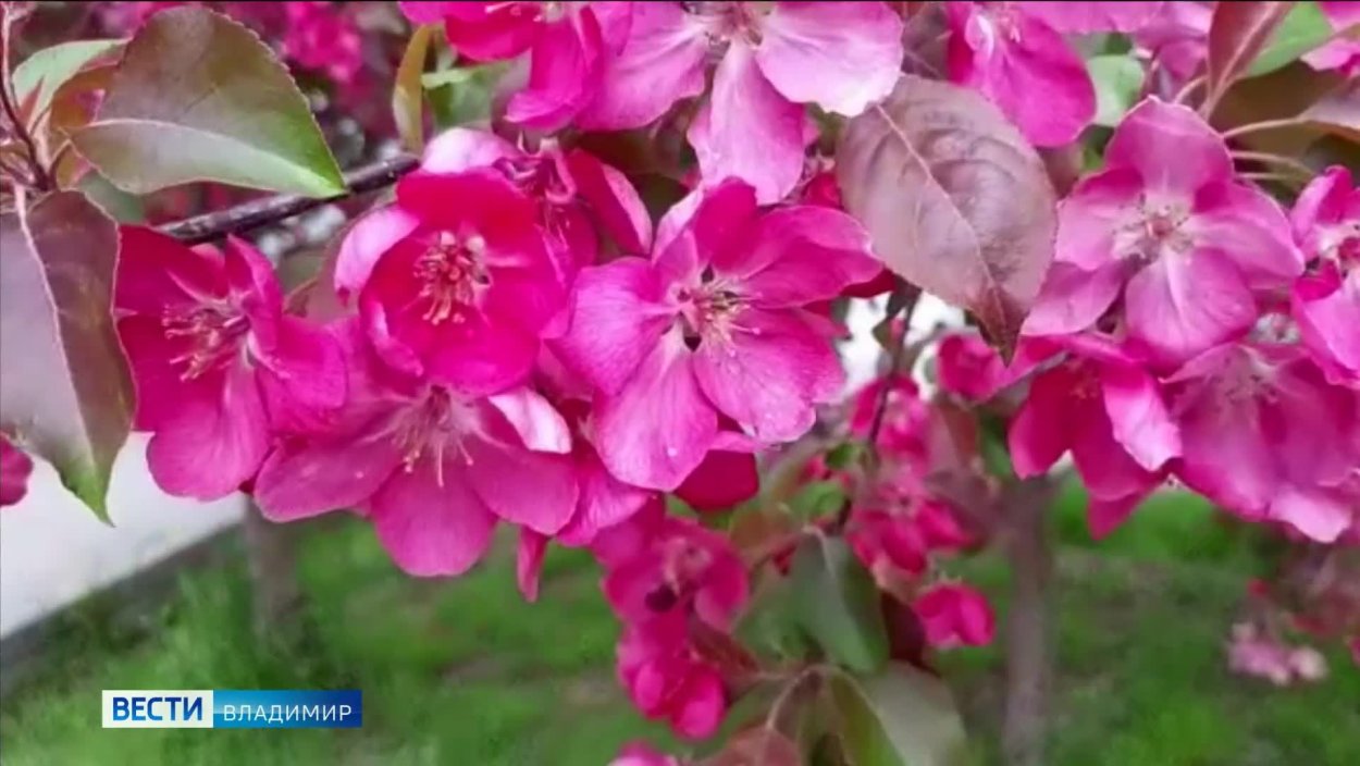 Яблоня декоративная с розовыми цветами