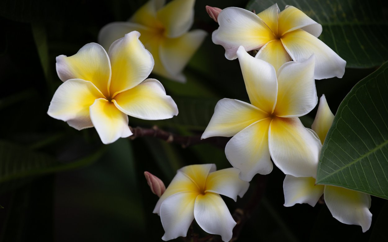 Тайский цветок Франжипани