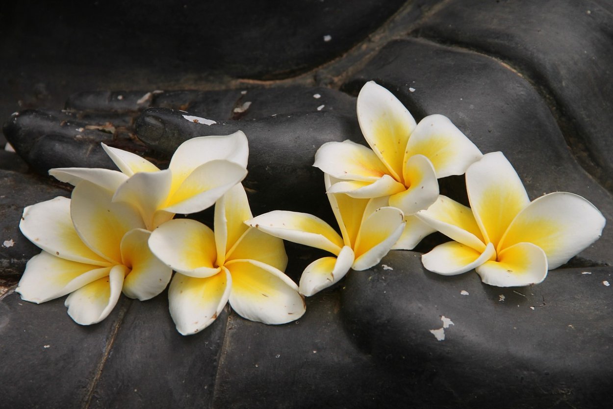 Франжипани цветок на камнях
