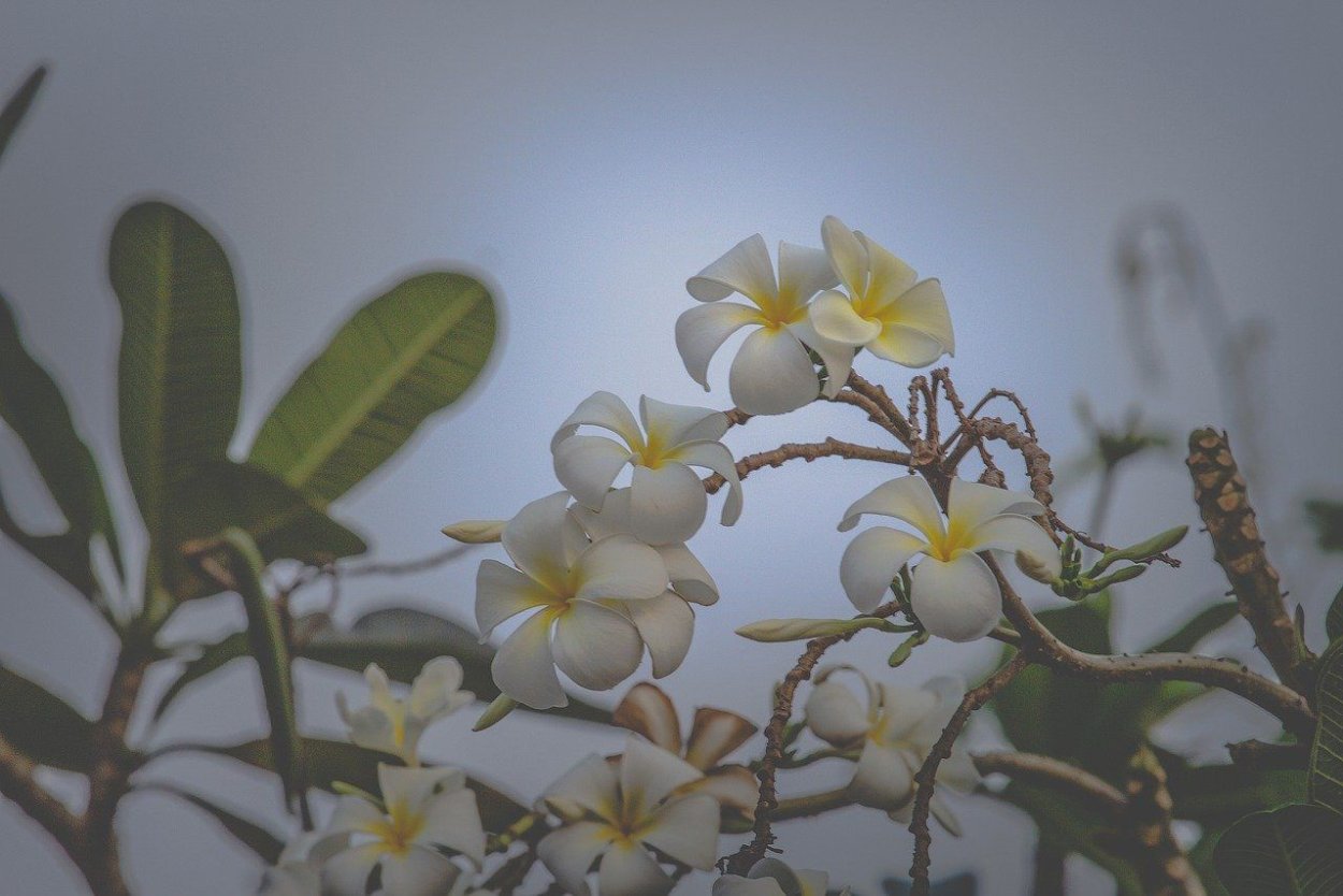 Флора Тайланда