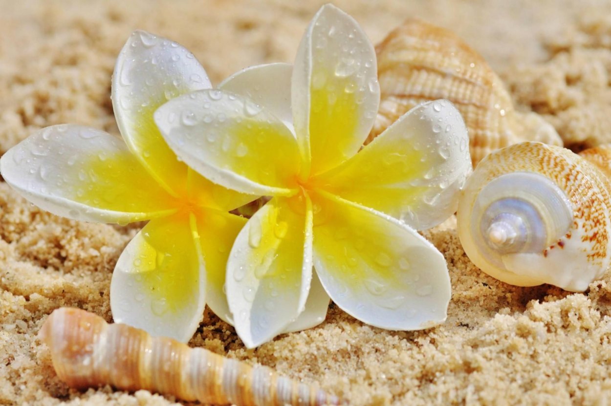 Белый Лотос моссбахеры