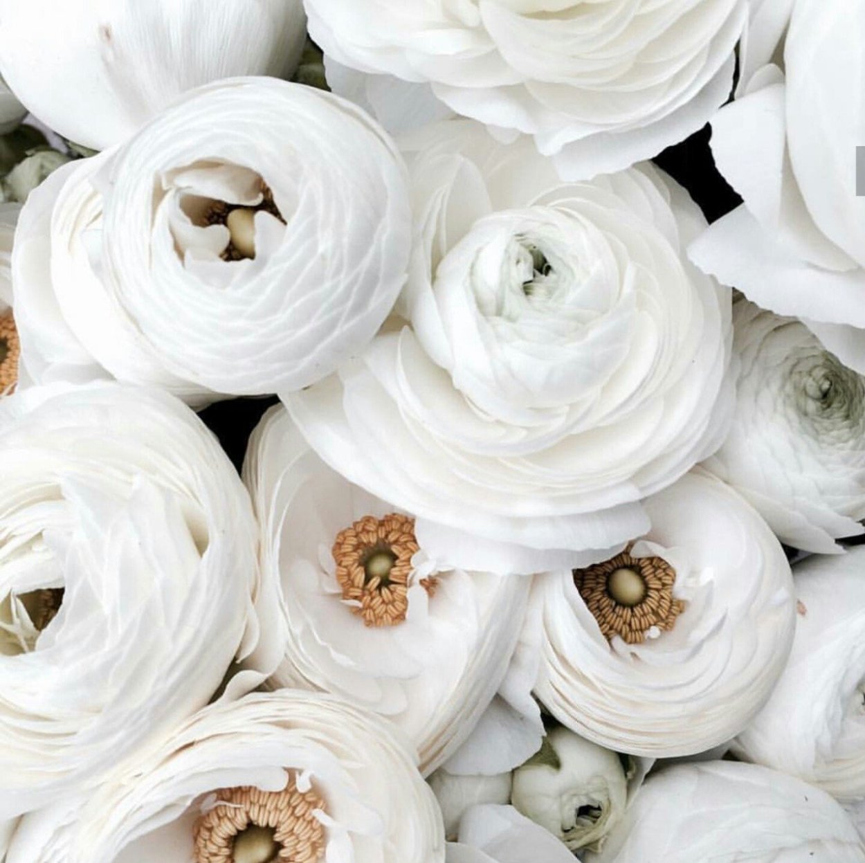 Марипоса Лилия