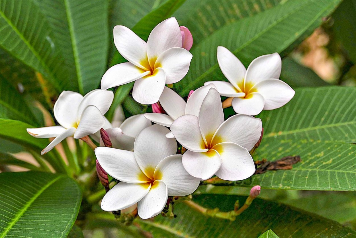 Plumeria Alba цветок