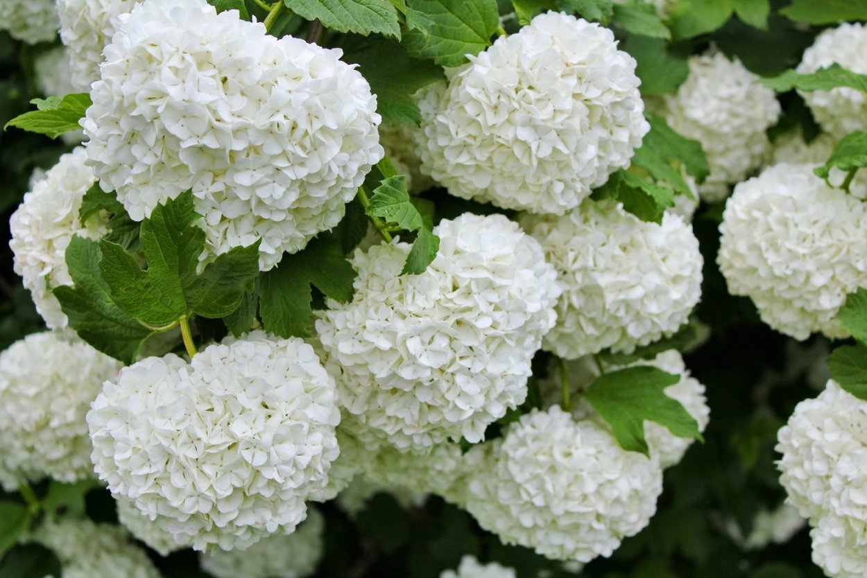 Гортензия крупнолистовая розовая