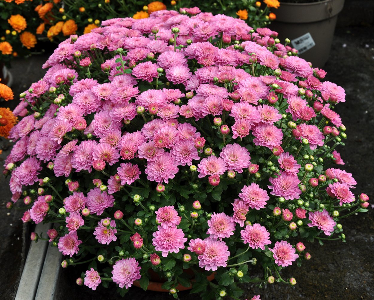 Гортензия метельчатая Литтл блоссом