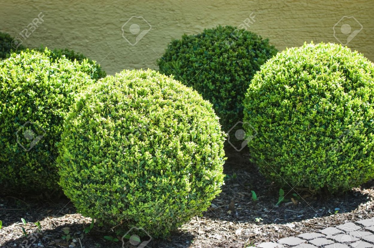 Астра новобельгийская Мэджик Пинк