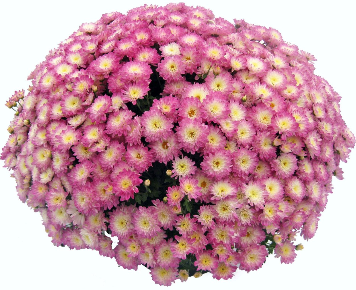 Buxus sempervirens изгородь