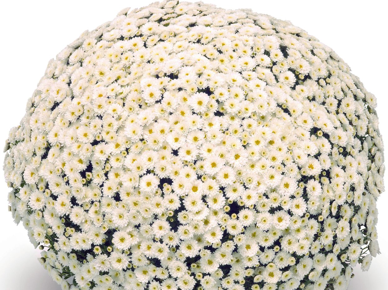 Гортензия кустарниковая