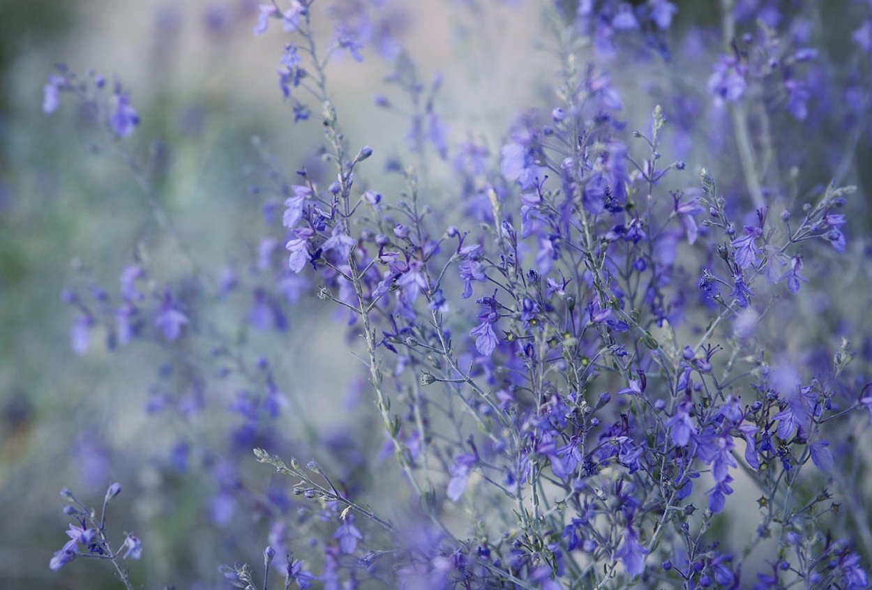 Незабудка (Myosotis)