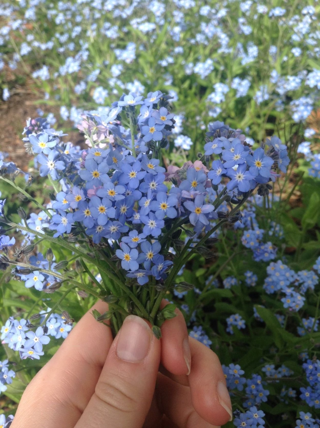 Незабудка Полевая (Myosotis arvensis)