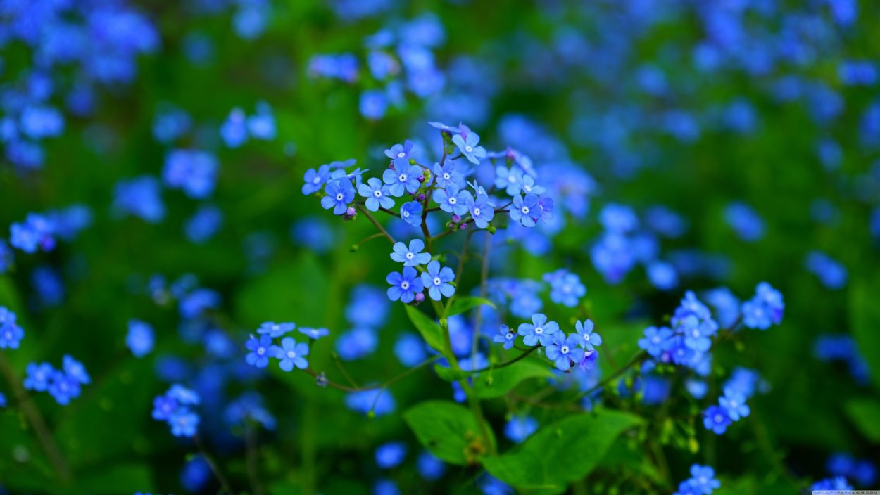 Лён Луговой растение