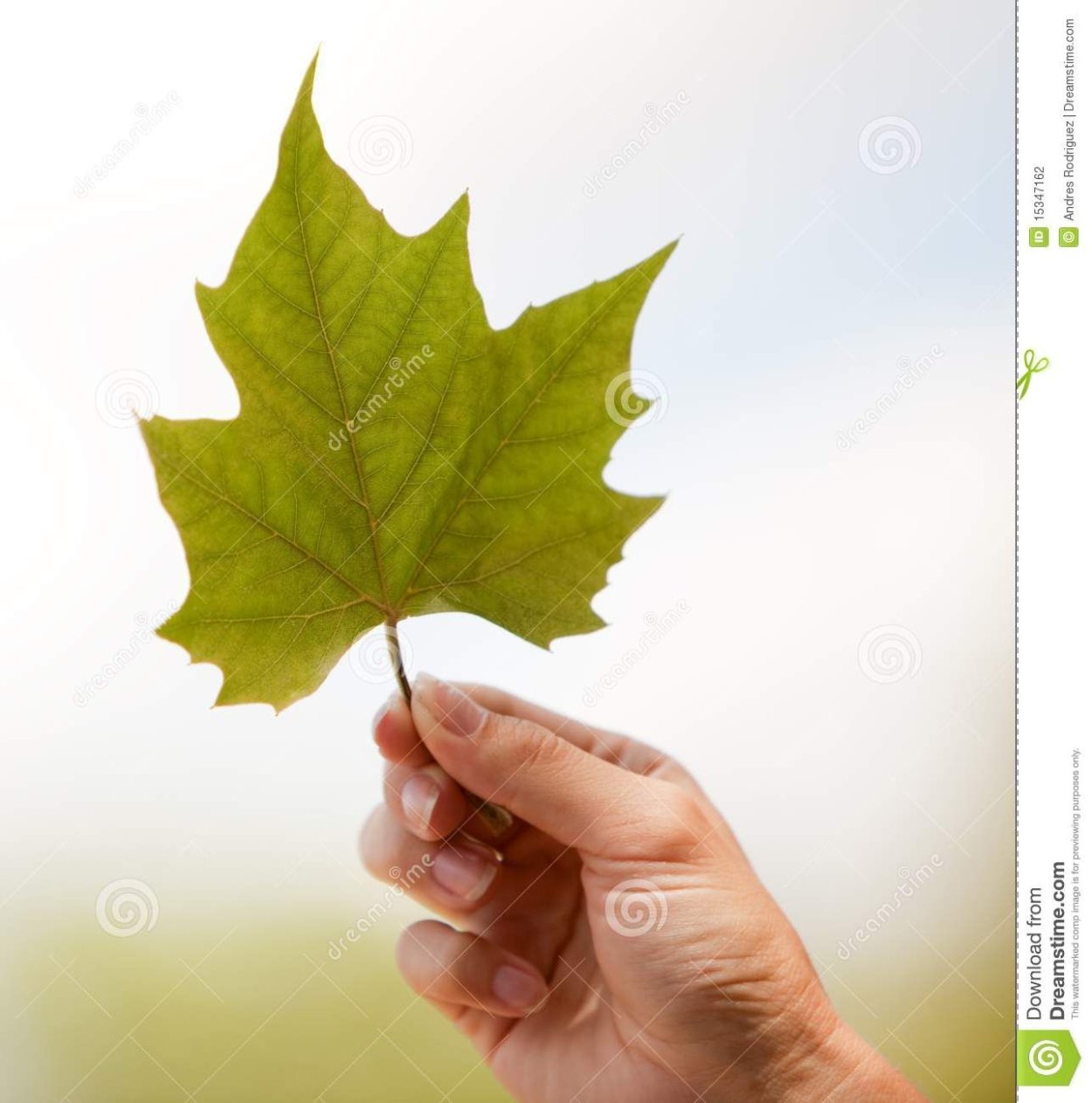 Сухие листья