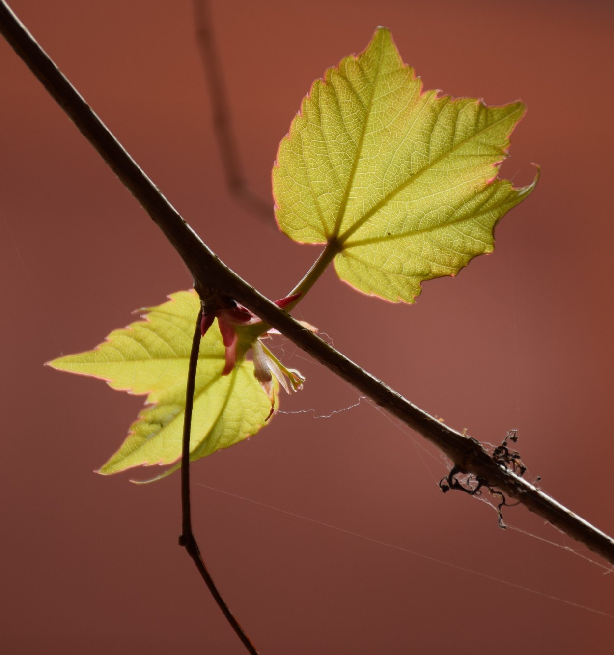Побег дерева с листьями