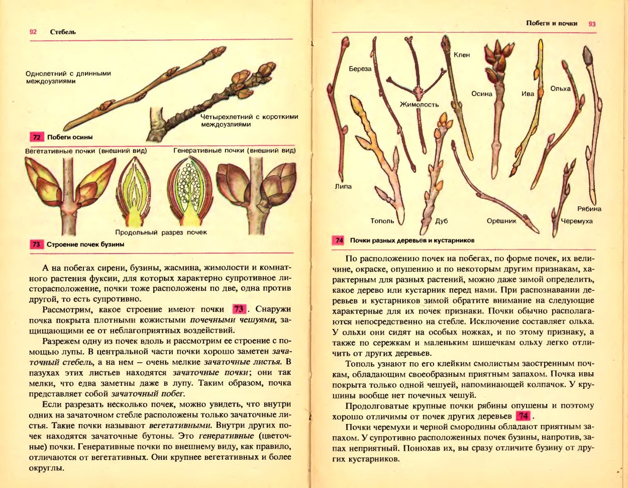 Листья похожие на кленовые