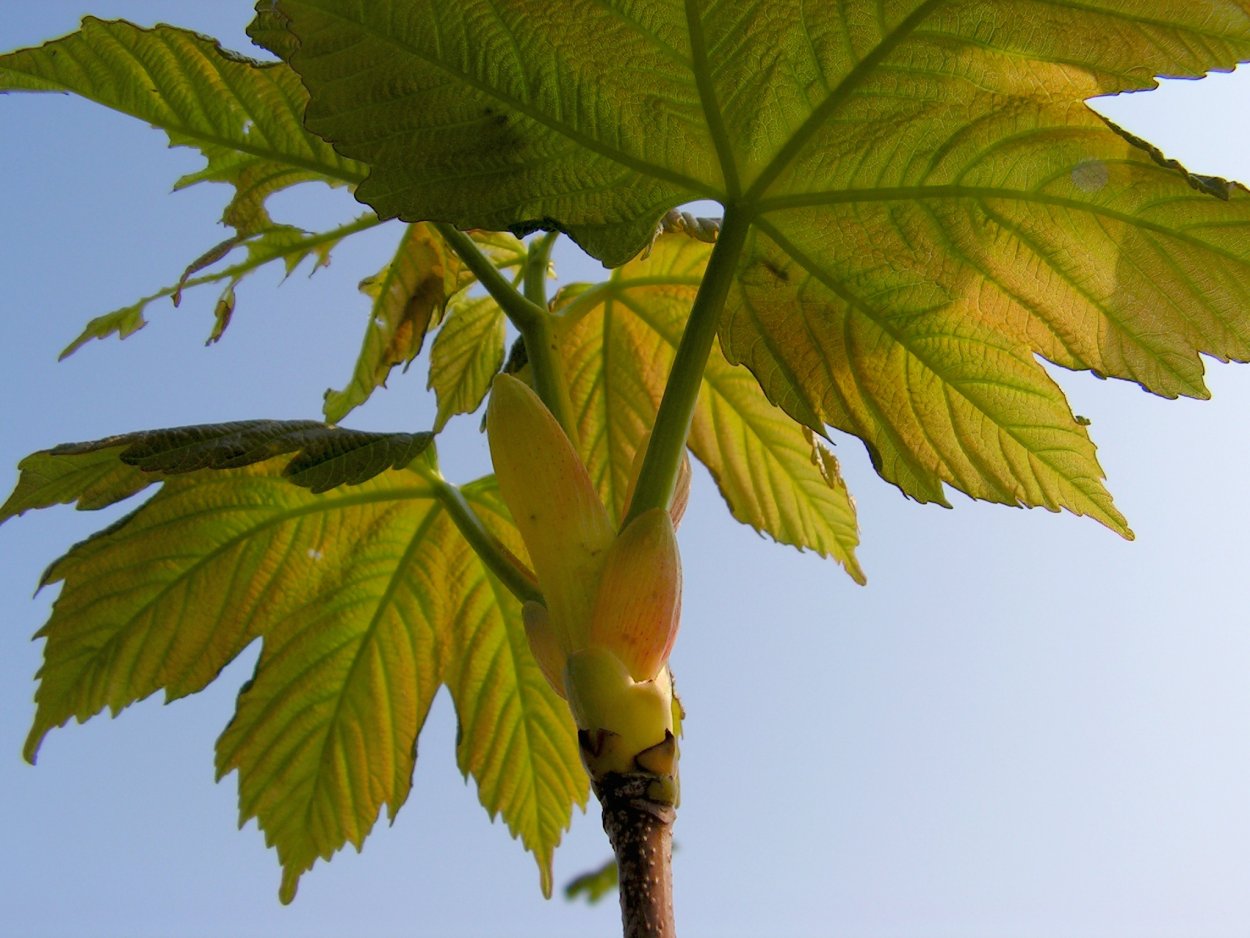 Клен остролистный ветка
