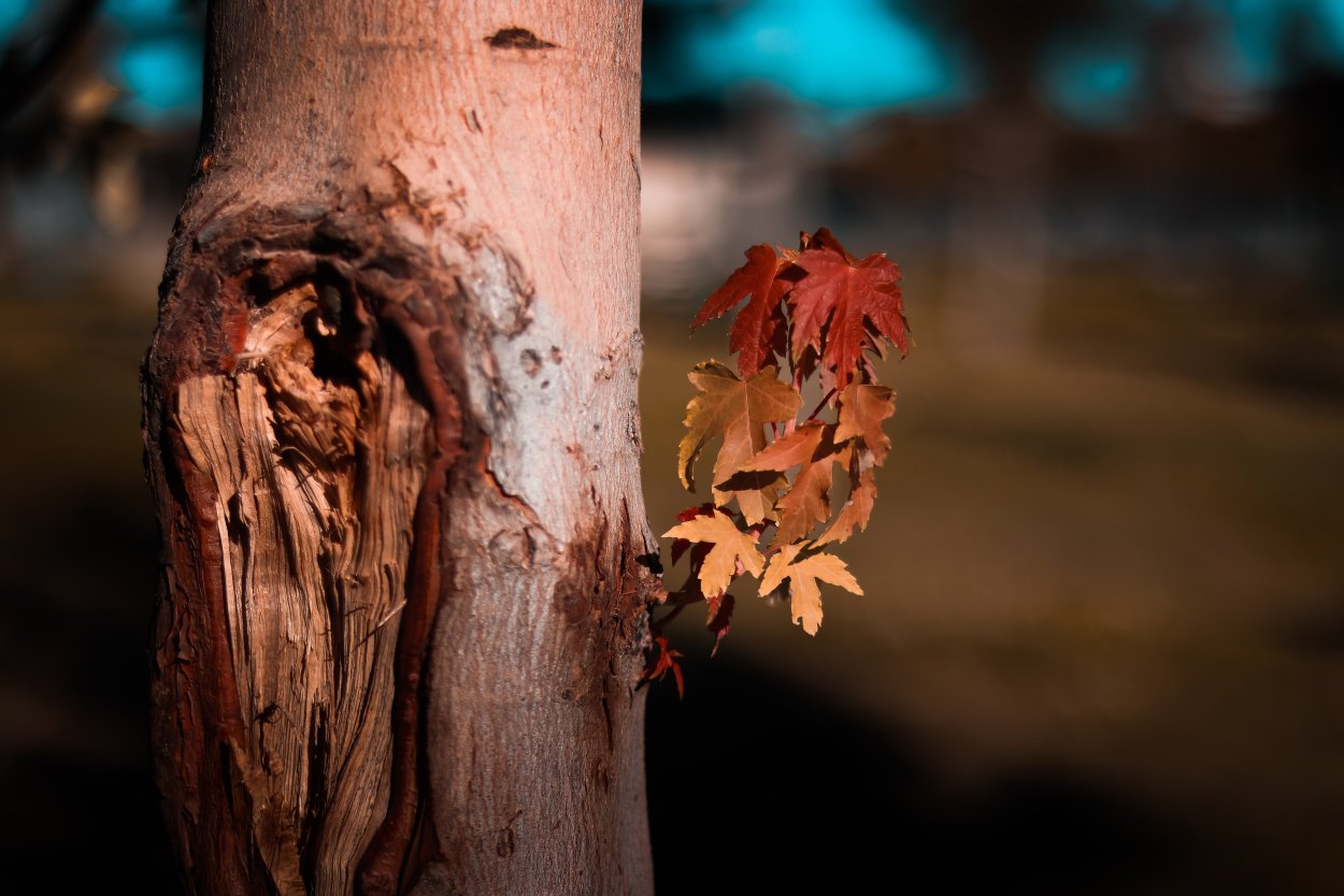 Двоякозубчатый лист