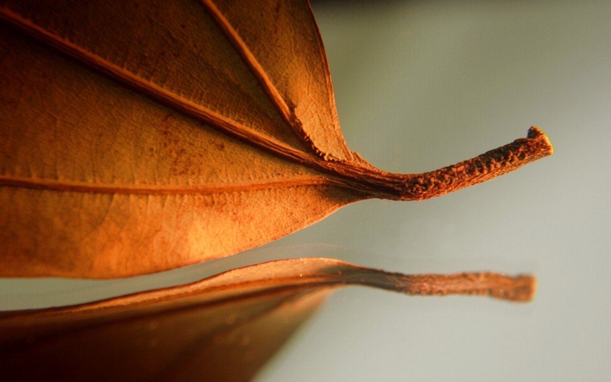 Осенний листок тополя